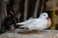 White Mandarin duck. Waterfowl. Cleans feathers Royalty Free Stock Photo