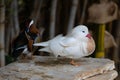 White Mandarin duck. Waterfowl. Cleans feathers Royalty Free Stock Photo