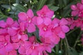 White mandevilla flower. Close-up. Blurred background