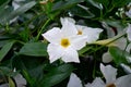 White Mandevilla flower in a greenhouse