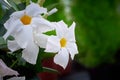 White Mandevilla flower in a greenhouse