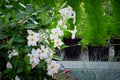 White Mandevilla flower in a greenhouse