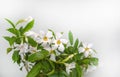 White Mandevilla flowers