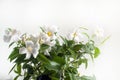 White Mandevilla flowers