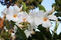 White Mandevilla Flowers