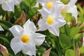 White mandevilla flowers