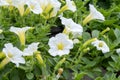 White Mandevilla flowers growing in glasshouse Royalty Free Stock Photo