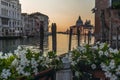 White mandevilla flowers on the waterfront of the Canal Grande in Venice with mooring poles, docks and old palaces in the