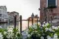 White mandevilla flowers on the waterfront of the Canal Grande in Venice with mooring poles, docks and old palaces in the