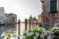 White mandevilla flowers on the waterfront of the Canal Grande in Venice with mooring poles, docks and old palaces in the