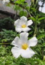 White Mandevilla laxa in a garden