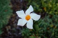 White Mandevilla Sander