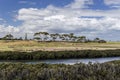 White mangroves and eucalyptus trees