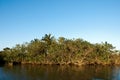 White mangroves