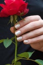 White manicure. Female hand holding red rose Royalty Free Stock Photo