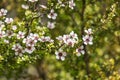 White manuka tree flowers in bloom with blurred background and copy space