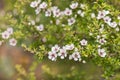 White manuka tree flowers in bloom with blurred background