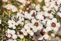 White manuka tree flowers in bloom