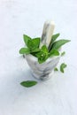 White marble mortar and pestle with fresh basil leaves isolated on white background. Pounder for spices, guacamole