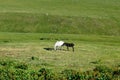 White mare with black colt on green meadow Royalty Free Stock Photo