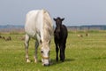 White mare and black foal on floral meadow