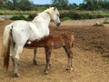 White mare feeding foal, wild white camargue horses Royalty Free Stock Photo