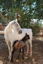 White mare with foal