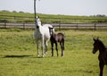 White mare with foal Royalty Free Stock Photo