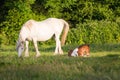 White mare and foal on the meadow