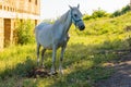 The white mare gave birth to a foal in the pasture