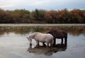 White mare grazing on eel grass next to sorrel stallion in the Salt River near Mesa Arizona USA Royalty Free Stock Photo