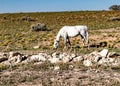 White mare grazing high desert plants in Utah