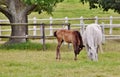 A white Mare with her brown Foal Royalty Free Stock Photo