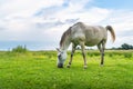 White mare on pastures, rural scene. Life in the village, Ukraine