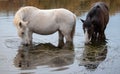 White mare and sorrel stallion wild horses grazing on eel grass in the Salt River near Mesa Arizona United States Royalty Free Stock Photo