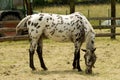 White mare speckled brown