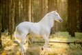 White mare in sunny woodland