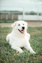 white Maremma lay on field. country on background