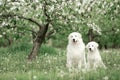 White Maremma and puppy Maremma sit under a flowering tree surrounded by white meadow flowers