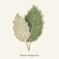 White-margined Nightshade Solanum Marginatum found in 1825-1890 New and Rare Beautiful-Leaved Plant drawing illustration