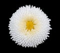 White marguerite daisy flower isolated on black background. Royalty Free Stock Photo