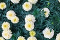 White marigold flowers on green foliage blurred background close up top view, beautiful blooming tagetes flowers, african marigold Royalty Free Stock Photo