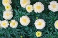 White marigold flowers on green foliage blurred background close up top view, beautiful blooming tagetes flowers, african marigold