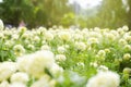 White Marigold garden in sunrise Royalty Free Stock Photo