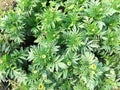 White marigold Little nud Flower seasonal flower