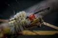 A white marked tussock moth caterpillar Royalty Free Stock Photo