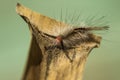 White-marked Tussock Moth Caterpillar Royalty Free Stock Photo