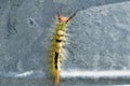 White Marked Tussock Moth Caterpillar Royalty Free Stock Photo