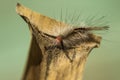 White-marked Tussock Moth Caterpillar - Orgyia leucostigma Royalty Free Stock Photo