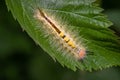 A White-marked Tussock Moth on a leaf. Royalty Free Stock Photo